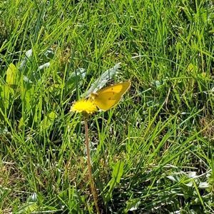 Meet your Posher, Brenda